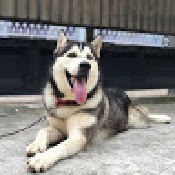 kentangkaepsi