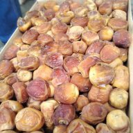 JASA IMPORT KURMA