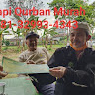 penjualsapiqurban