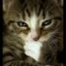 Cyber Meong