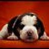 rocky_heidy