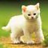 jinnycat