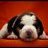 rocky_heidy