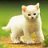 jinnycat