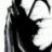 eomer