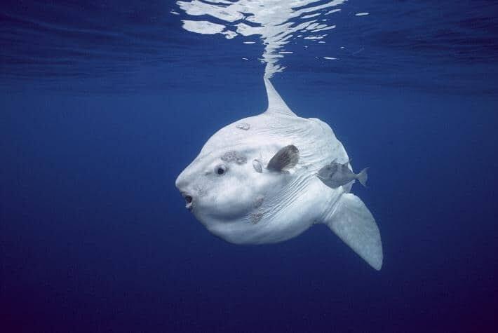 Top 20 Abnormally Large Animal That Really Exist