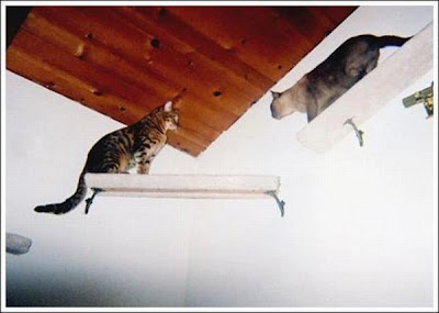 cat_walkways_18.jpg