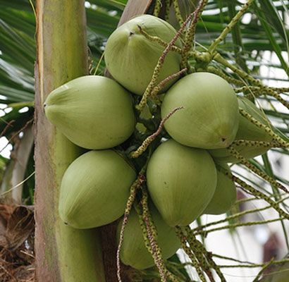 buah-legendaris.jpg
