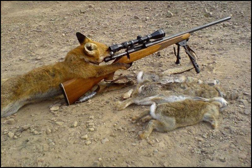 sniper-cat.jpg