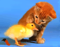 nices.gif