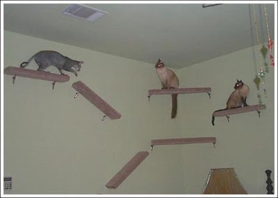 cat_walkways_08.jpg