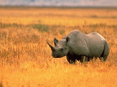 black-rhino.jpg