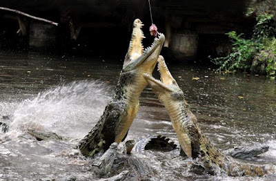 crocodiles_10.jpg
