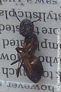 ant+human+face.jpg