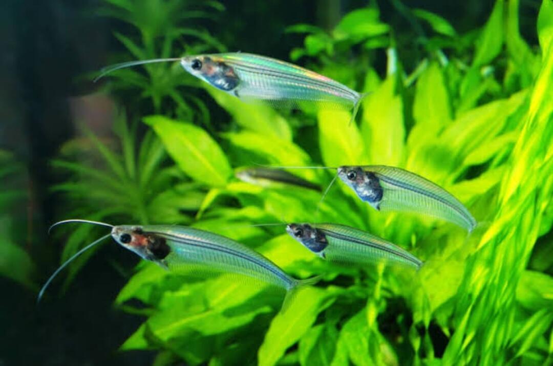 8 Ikan Transparan yg Begitu Indah & Membuatmu Takjub