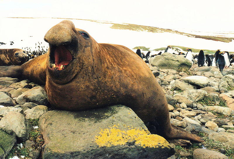 Top 20 Abnormally Large Animal That Really Exist