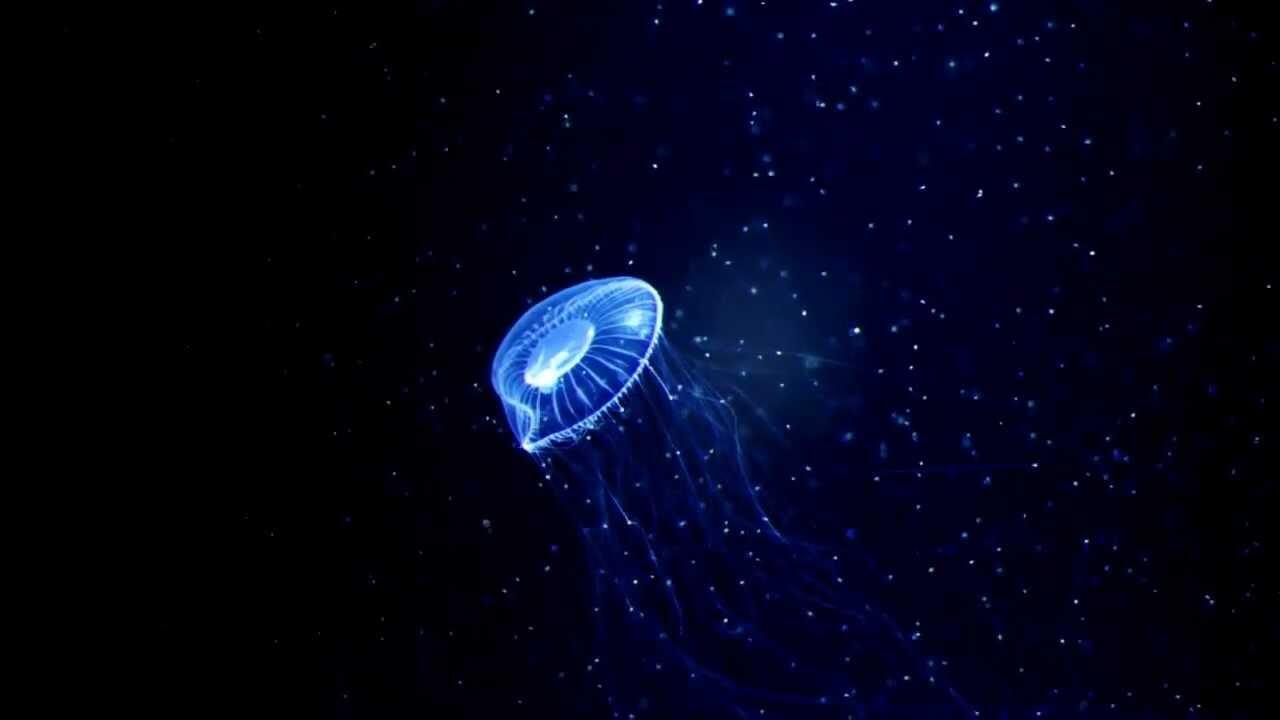 Ternyata Ada Hewan yg Hidupnya Nyaris Abadi