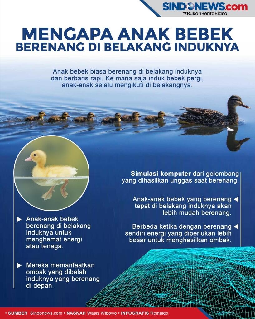 Rombongan Bebek Kena Hantam Kereta! Endingnya Memilukan
