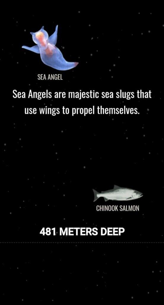Ini Dia Ilustrasi Dalamnya Laut yg Begitu Menyeramkan [Warning : Sangat Dalam]