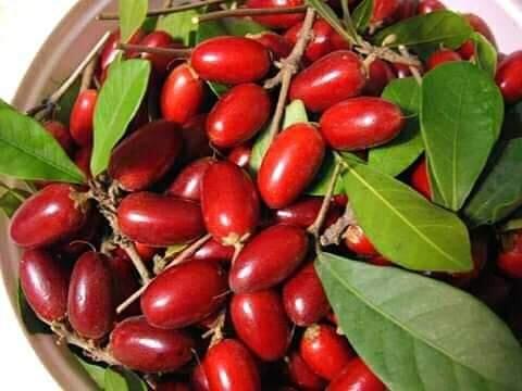 Miracle Fruit si Buah Ajaib yg Mampu Mengubah Rasa
