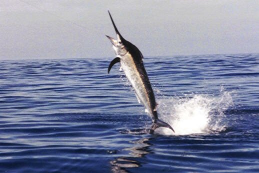 Black_Marlin.jpg