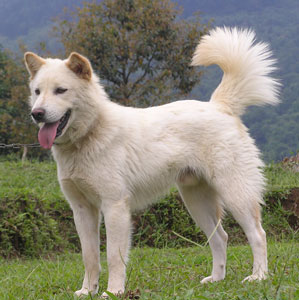 anjing-kintamani.jpg