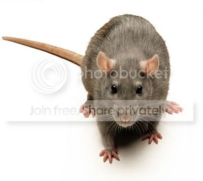 tikus.jpg