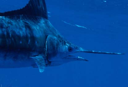 swordfish-1.jpg