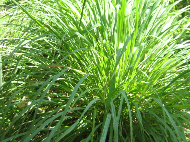 serai-wangi.jpg