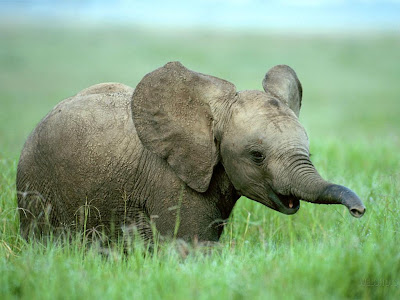 BabyElephant.JPG