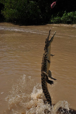 crocodiles_23.jpg