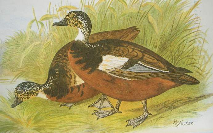 Cairina_scutulata_hm.jpg