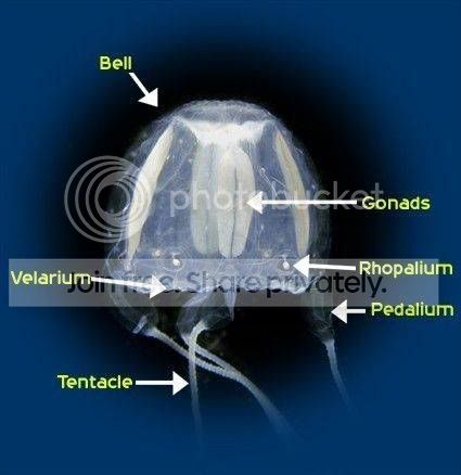 anatomy201.jpg