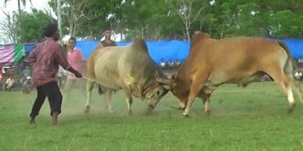 1116579-adu-lembu-620X310.gif