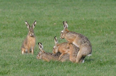 animal_sex_10.jpg