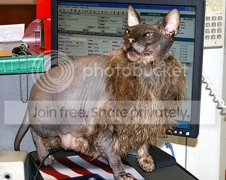 uglycat3.jpg