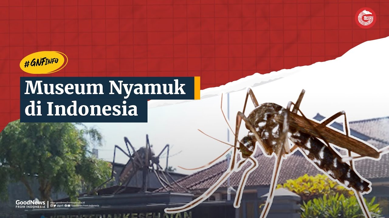 Islandia: Negara Bebas Nyamuk, Apa Rahasianya? [Kompetisi KGPT]]