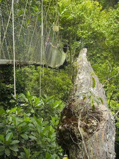 taman1.jpg