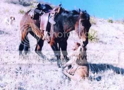 Mule2.jpg