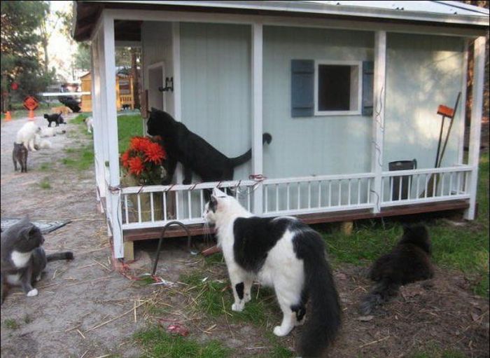 cat-city-13.jpg