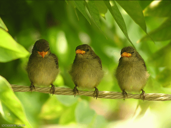 creativebird005.gif