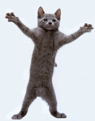 catdancing.gif