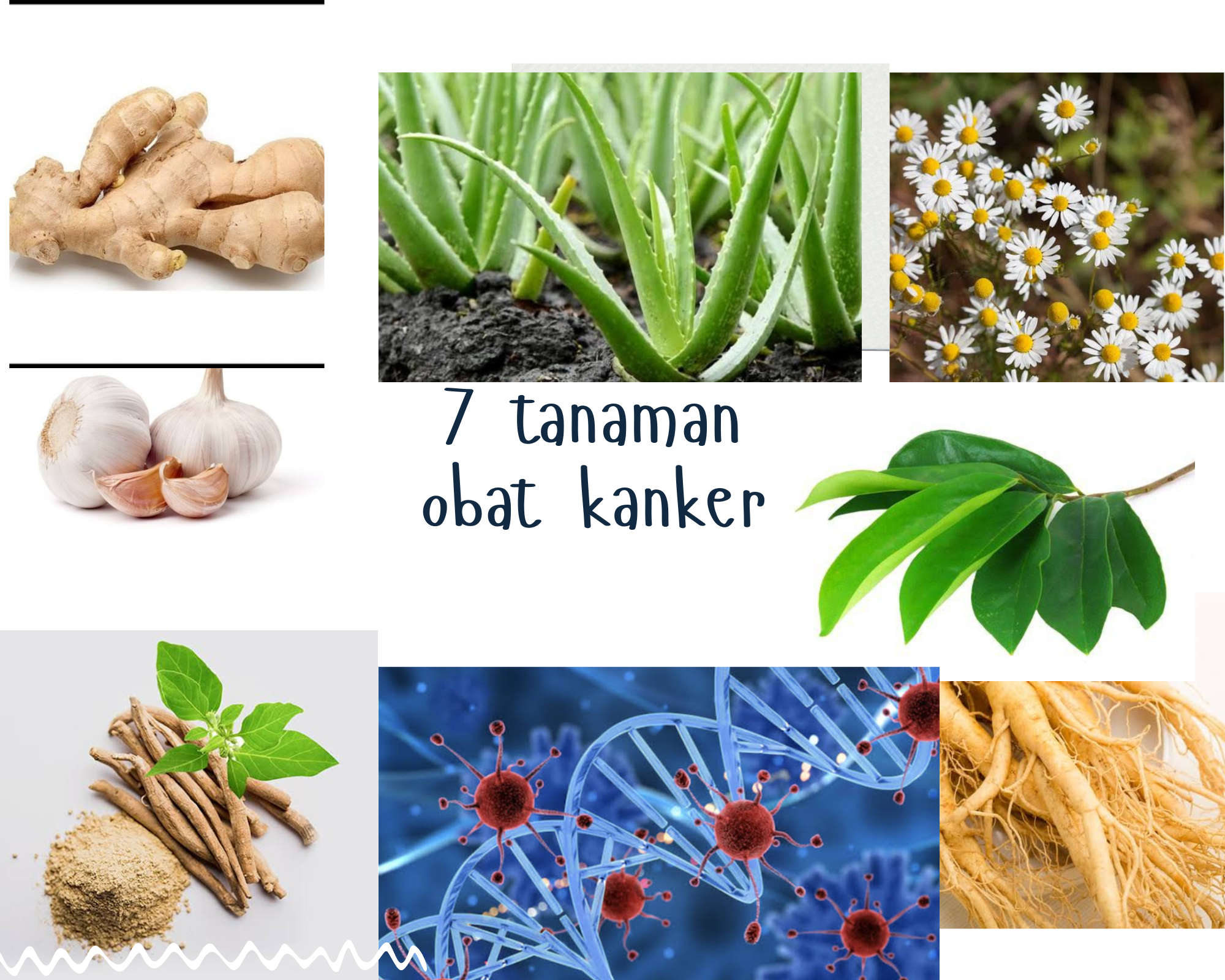 7 tanaman herbal obat kanker