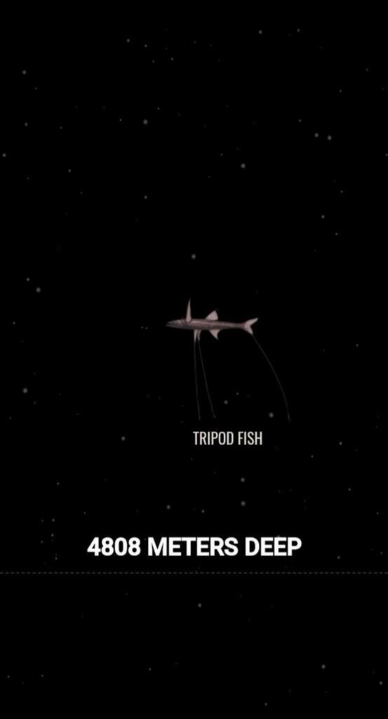 Ini Dia Ilustrasi Dalamnya Laut yg Begitu Menyeramkan [Warning : Sangat Dalam]