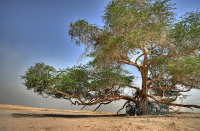 tree+of+life3.jpeg