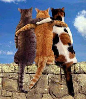 Friendship+Cats.bmp