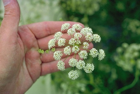 water-hemlock.jpg