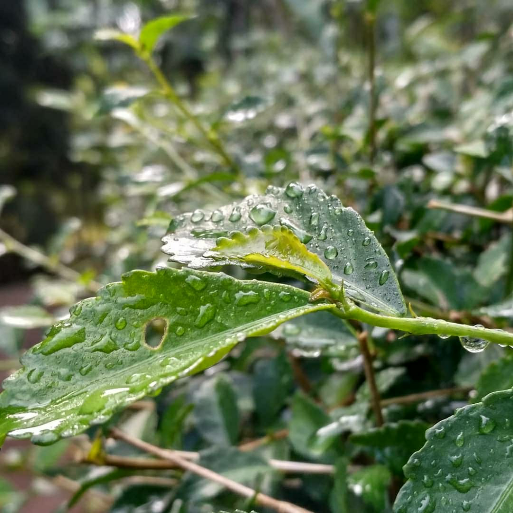 Rinduku Pada Wonogiri, Tanah Kelahiranku..