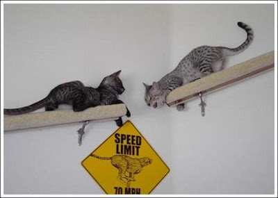 cat_walkways_06.jpg