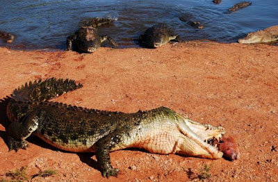crocodiles_20.jpg